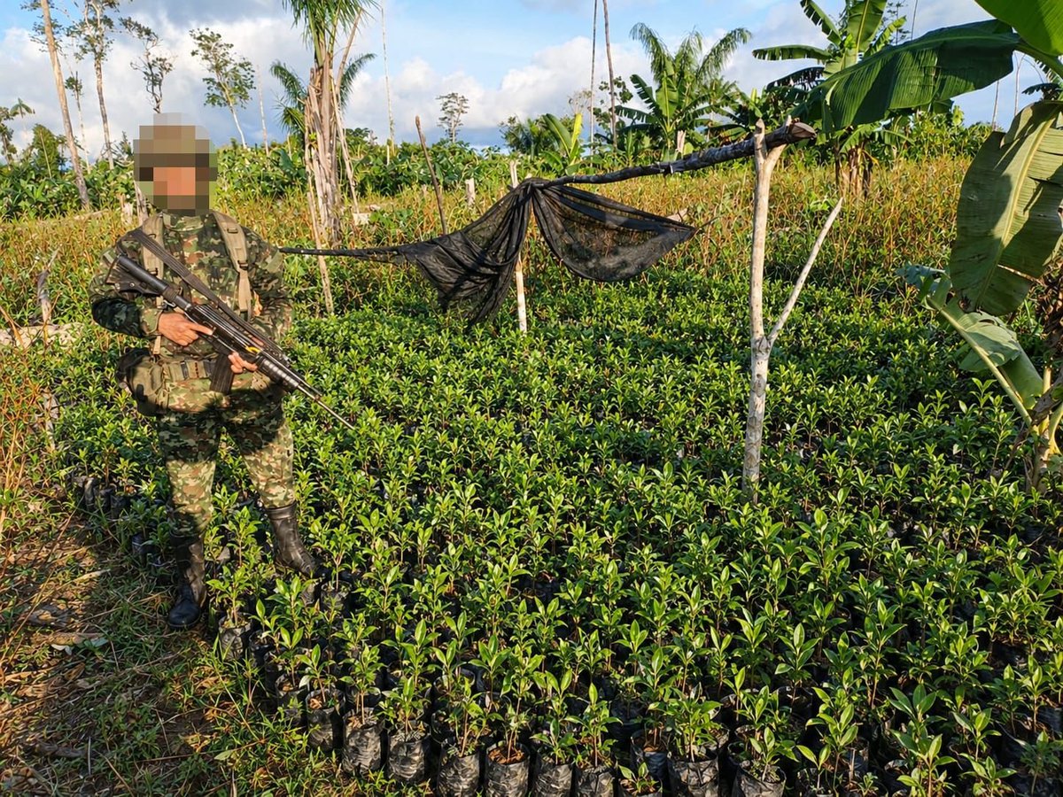 COL_EJERCITO's tweet photo. #EsNoticia | Ubicado y destruido un laboratorio para el procesamiento de pasta base de coca y un semillero con aproximadamente 3.200 plantas de hoja de coca en zona rural de San José del Guaviare.

La operación, desarrollada por tropas de la Fuerza de Despliegue Rápido N.° 10 de @Ejercito_Div4, en coordinación con inteligencia militar y la Dirección de Antinarcóticos de la @PoliciaColombia, permitió afectar las economías ilícitas del Bloque Jorge Suárez Briceño, Estructura Isaías Carvajal.

En el laboratorio fueron hallados 220 galones de gasolina procesada, además de otros insumos y elementos empleados para el procesamiento de pasta base de coca.

#ContraLaAmenaza