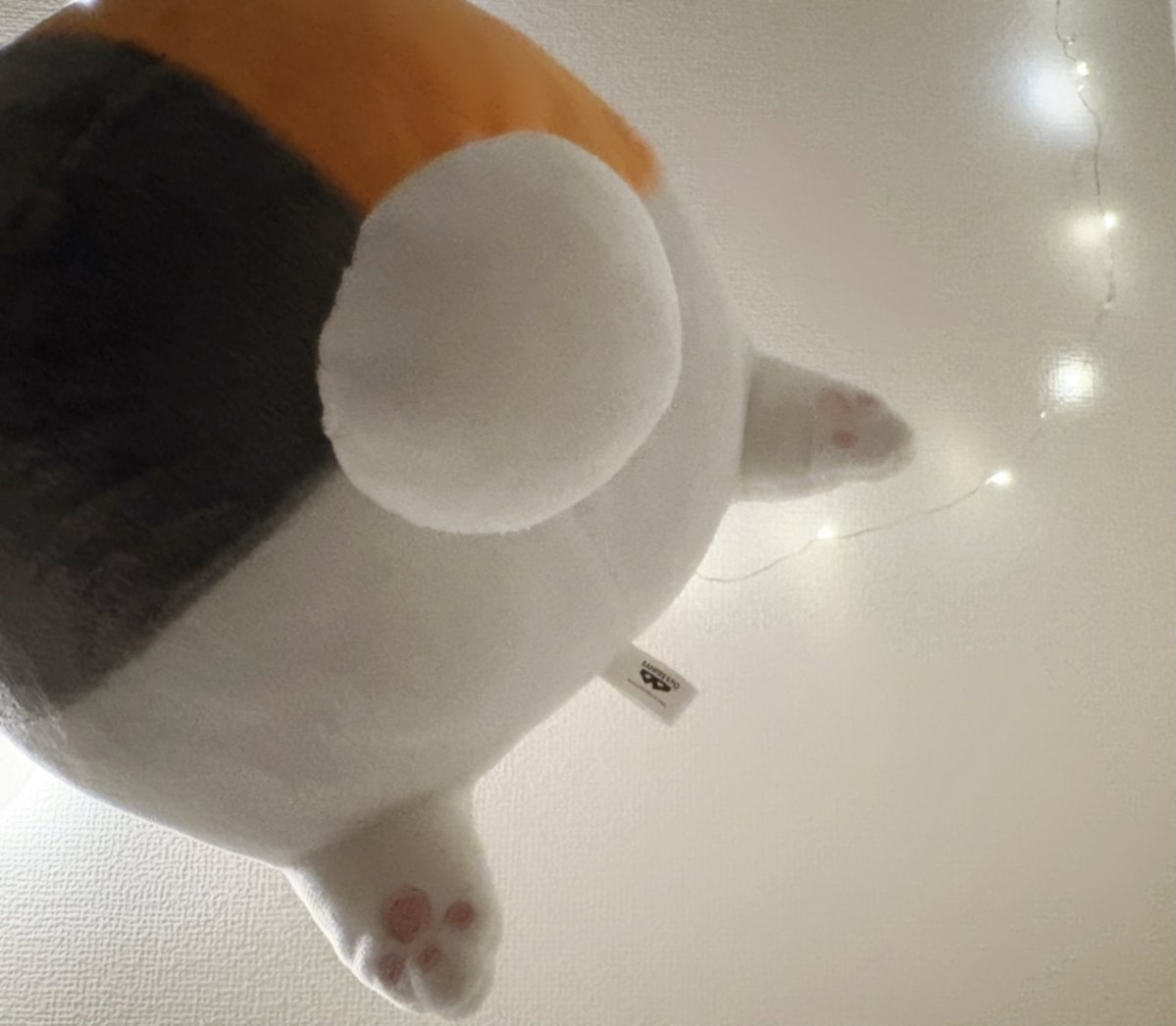 nyan_Re2's tweet photo. このプリチーなおしりとあんよがかわいくて愛おしいꔛෆ
肉球もかわいい🐾 https://t.co/5GjS6msyH4