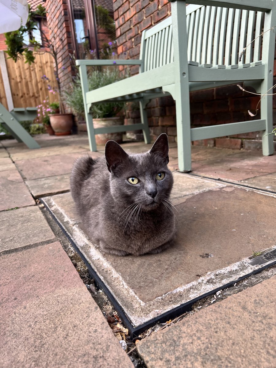 Gigagoblin's tweet photo. @kajmak_eth Memory of my gato loafing. https://t.co/LEVgocU1D0