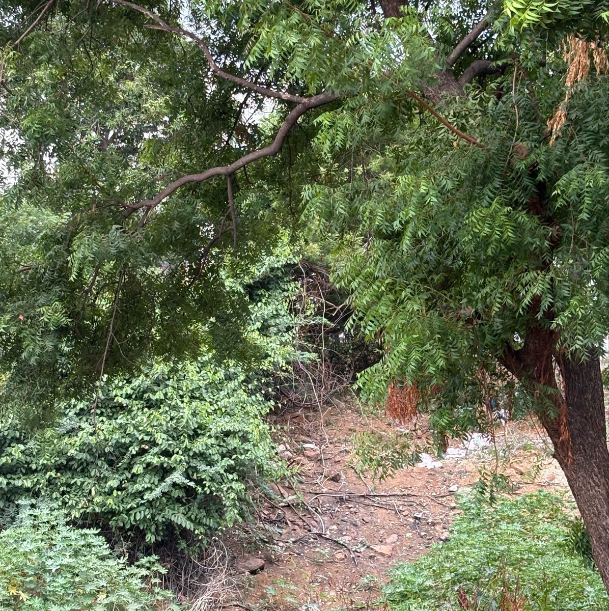 thetiredev's tweet photo. This greenery….
Rain soil smell…
That too in a pure village…..
Deadly Deadlier Deadliest Combination https://t.co/MazJxUOPHI