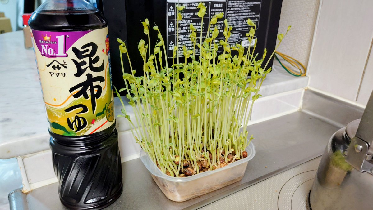 naocky8bitcpu's tweet photo. 2026/09/18 22:50頃の豆苗 https://t.co/Bfk0kv6a0t