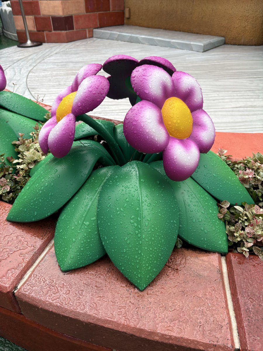 hphpmpy777's tweet photo. この花ポケモンのキレイハナに見えてくる。色はちょっと違うけど😗
#USJファン https://t.co/iEi33NOKuk