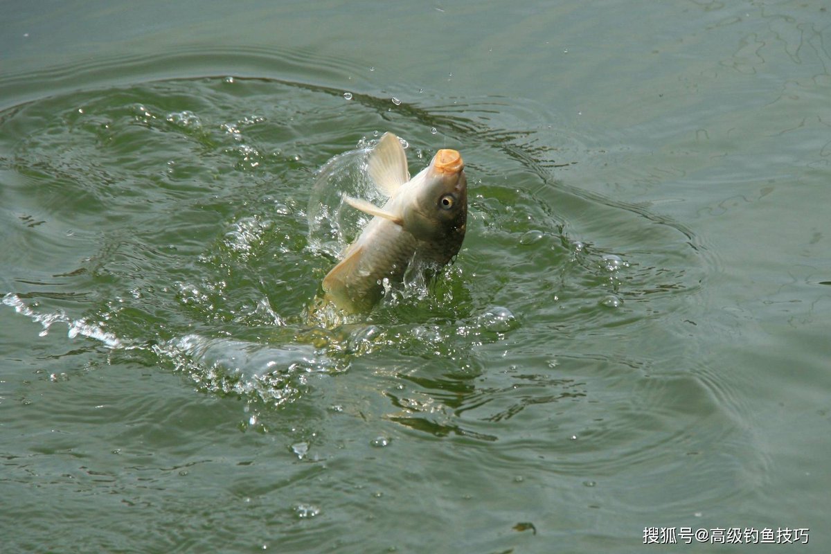 honei807688's tweet photo. Just spent 20 minutes fishing and got the rarest carp in the pond  Game days hit different! https://t.co/5H0qnhXhWL