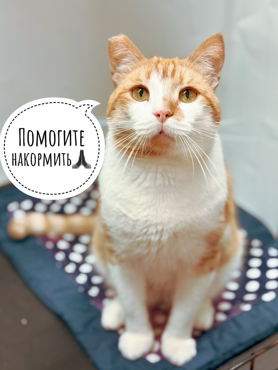 ubezh777's tweet photo. Просим помочь купить корм для взрослых кошек🐱🙏
У нас остался 1 мешок 10 кг. На попечении приюта находятся 70 животных. За месяц они съедают около 140 кг сухого корма. Котики будут очень благодарны всем за помощь, так как сами себя накормить не могут. 
Заказать можно на сайте https://t.co/Eiph3ygCRq