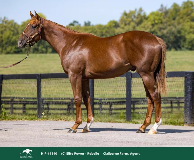 Image from Claiborne Farm (@claibornefarm)