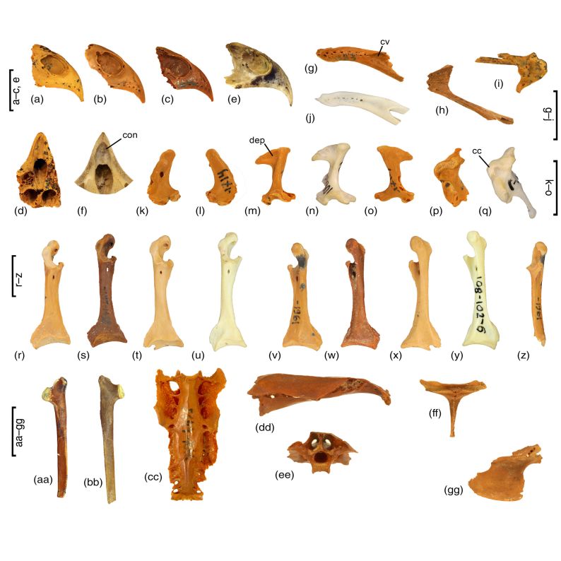 AnatRecord's tweet photo. Happy #FossilFriday! New fossil discoveries are rewriting the early history of owls. Over 350 bones provide the first detailed view of Athene vallgornerensis, revealing a variable anatomy and a more arboreal lifestyle than modern owls.
Study by Zelenkov: https://t.co/qnEJ9gj5I1 https://t.co/GtyLp794HW