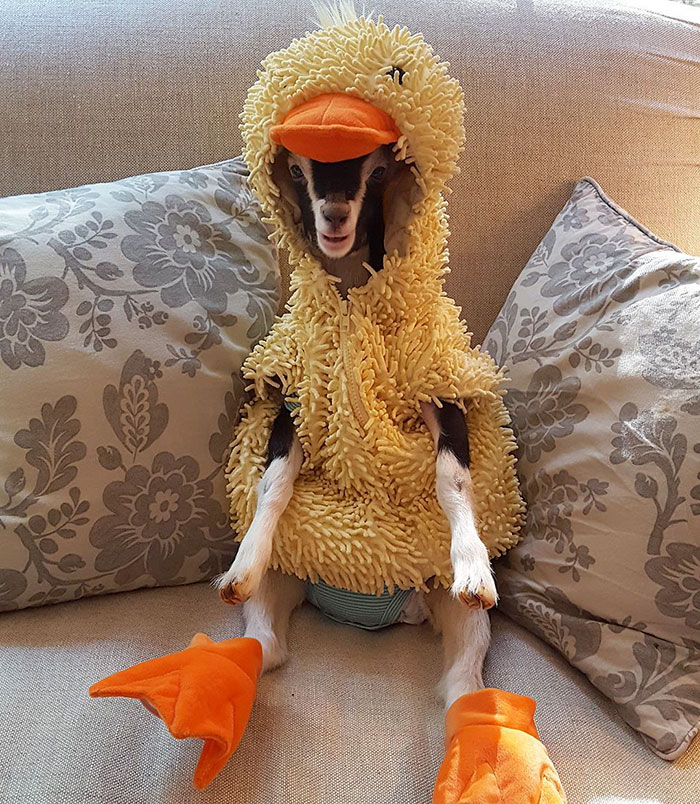 ServantDevelopr's tweet photo. Catholics:  "Don't let the protestants fool you.  Ducks and goats are not the same animal, and this is certainly a duck." https://t.co/9P2BUNbx1c