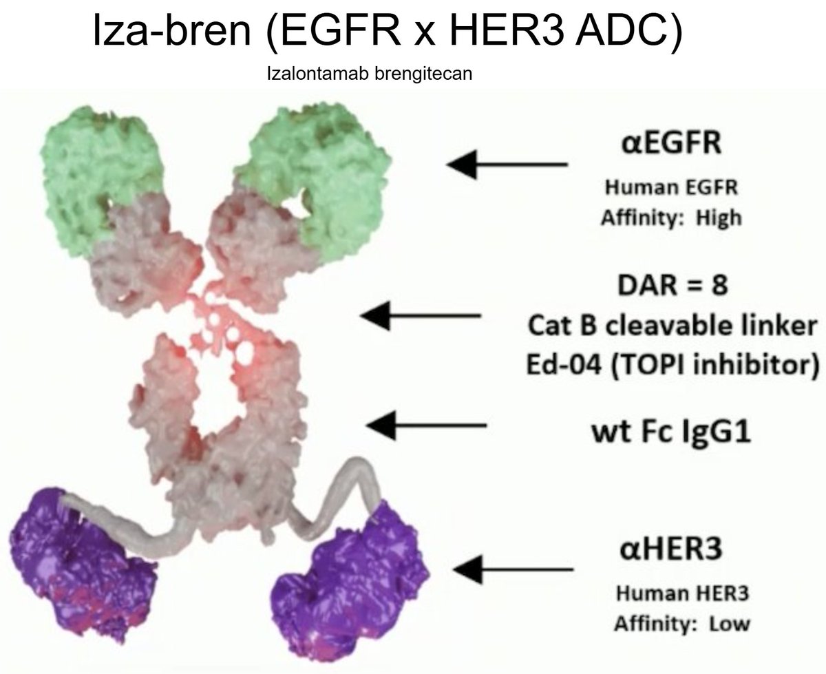 DrSamuelBHume's tweet photo. The world’s first bispecific antibody-drug conjugate was recently approved (in China) and it is EVERYWHERE.

It binds both EGFR and HER3 (not HER2!) which are often co-expressed on the cell surface.

The bispecific design means it binds with more avidity: it's harder to detach, promotes receptor clustering, and improves delivery of the payload. Cells with low EGFR can also be captured through HER3.

It's approved in China for nasopharyngeal carcinoma and esophageal squamous-cell carcinoma, with positive readouts in triple negative breast cancer and lung cancer - and ongoing trials in a spectrum of other cancer types.

BMS owns the rest-of-world rights, and is now taking this global.