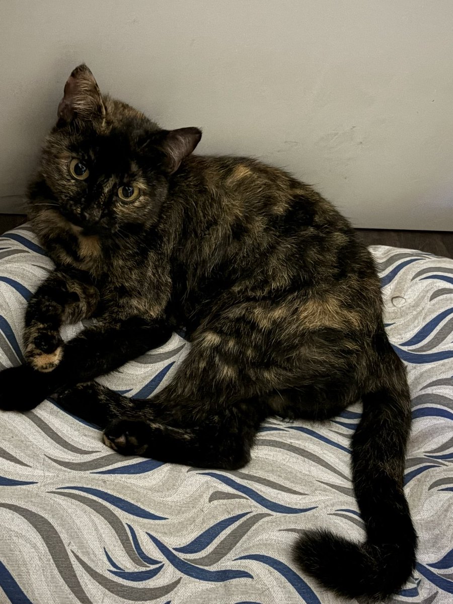 amici_da's tweet photo. ISIDE è stata presa di mira da un gatto aggressivo e il rischio era che per scappare finisse sotto una macchina..così è finita a casa mia ma come per gli altri non ho ne' spazio ne' possibilità di tenerla per molto..e' una gattina meravigliosa ha usato la lettiera ed è buonissima https://t.co/sYEThCKuAB