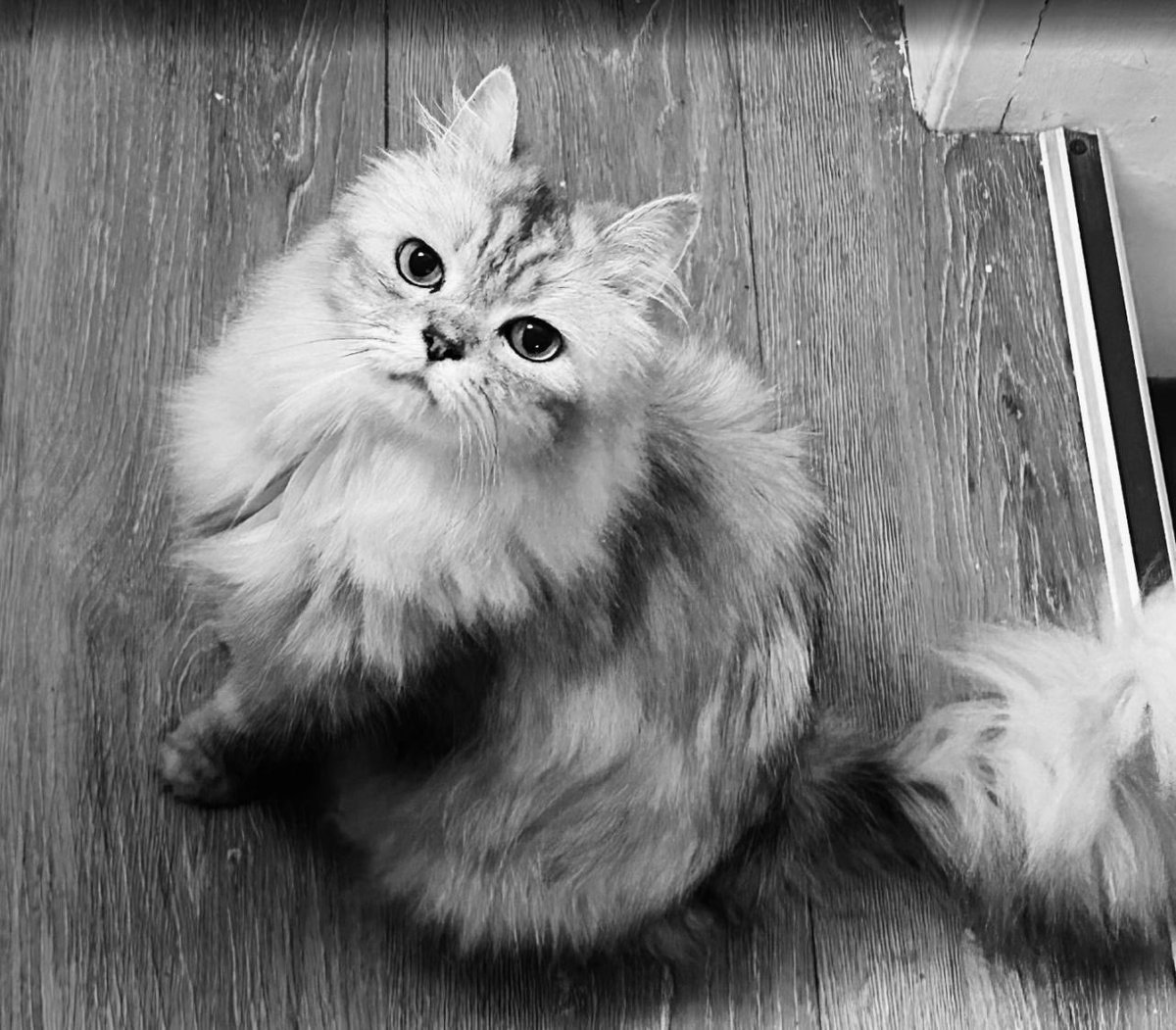 KyrioCifer's tweet photo. my old boy passed away today, he was turning 20 this year, he was deeply cherished 

his passing leaves a hollow in my heart that i am not yet capable of expressing

i'll be taking a few days off to grieve with family, i'm sorry - i'll see you all soon https://t.co/QKa1CeBbyj
