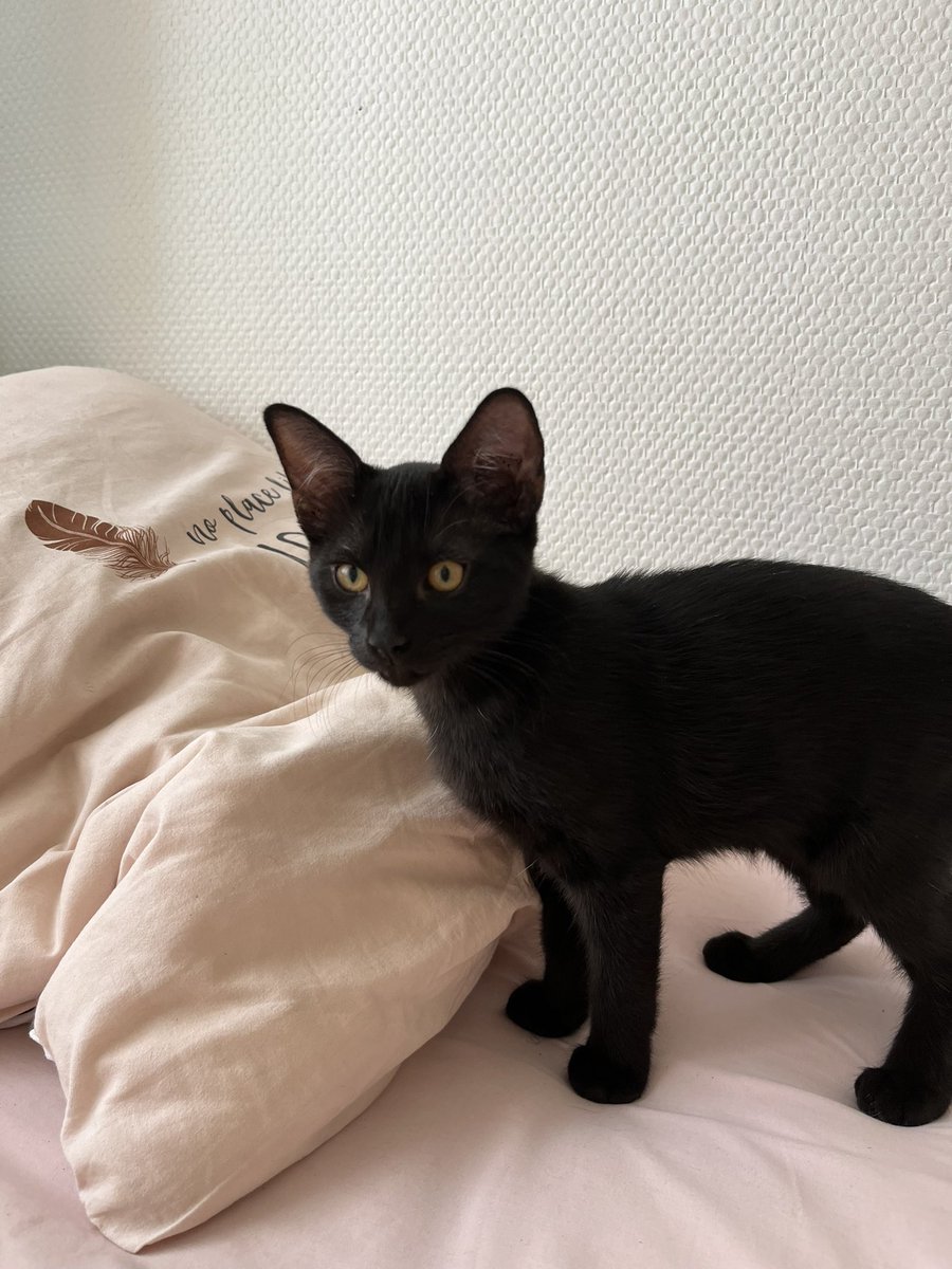 lauoxo_'s tweet photo. les zamis de paris sachez que j’ai deux chatons de 4 mois à donner je trouve personne donc si vous voulez un chat pensez à eux 😞🩷

photo 1&amp;2: Moali (Mohammed Ali) c’est un glouton 

photo 3&amp;4: Courgette, c’est une vraie princesse un peu timide et très très gentille https://t.co/XWP7BNArWK
