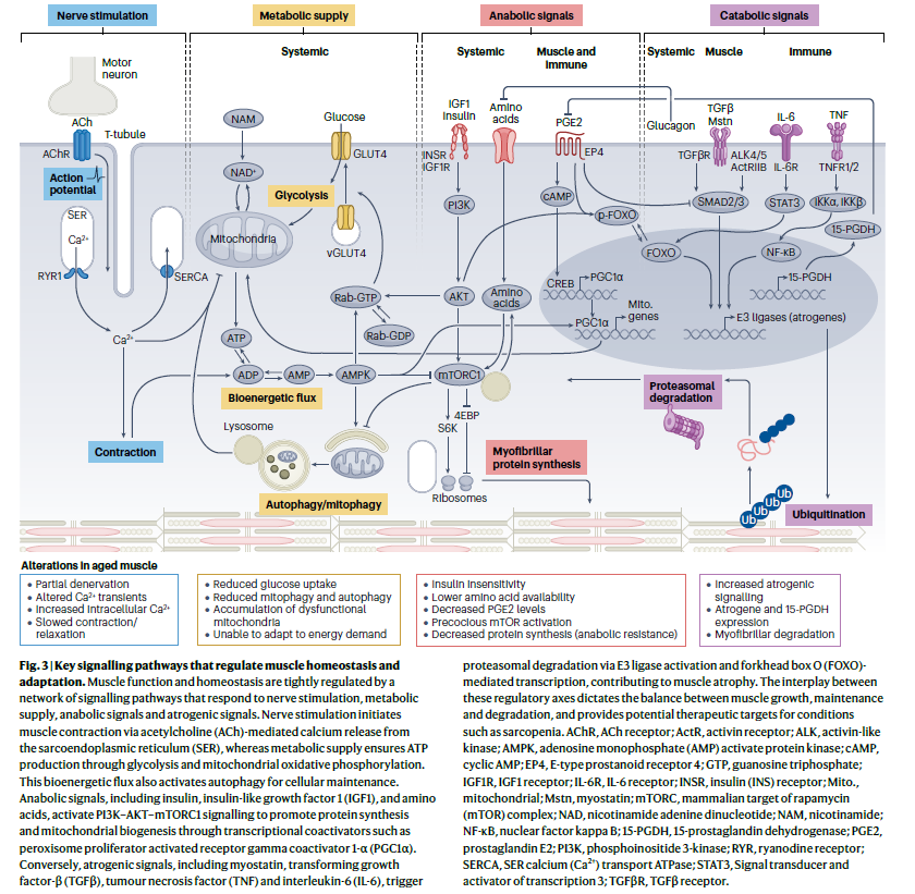 NatRevDrugDisc's tweet photo. Drugs that target myostatin signalling are among the most advanced in development to strengthen muscle for healthy ageing. Read about this and the other approaches being explored in this Review https://t.co/KVQ6ix9vXR
https://t.co/OmLs9Kve69 https://t.co/I4Zv7ibwCK