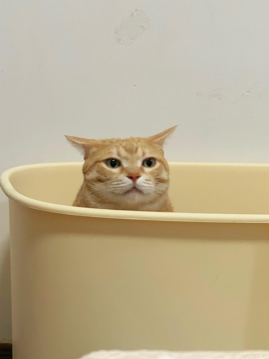 nocontextscats's tweet photo. https://t.co/um27k4gHIa