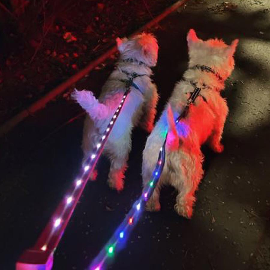 DforDog's tweet photo. Nights will be drawing in soon. Time to start thinking about your visibility on those darker dog walks. Check out these rechargeable LED dog leads https://t.co/NktlgukQRS
#dfordog #leddoglead #lightup https://t.co/gltofUp5Ze