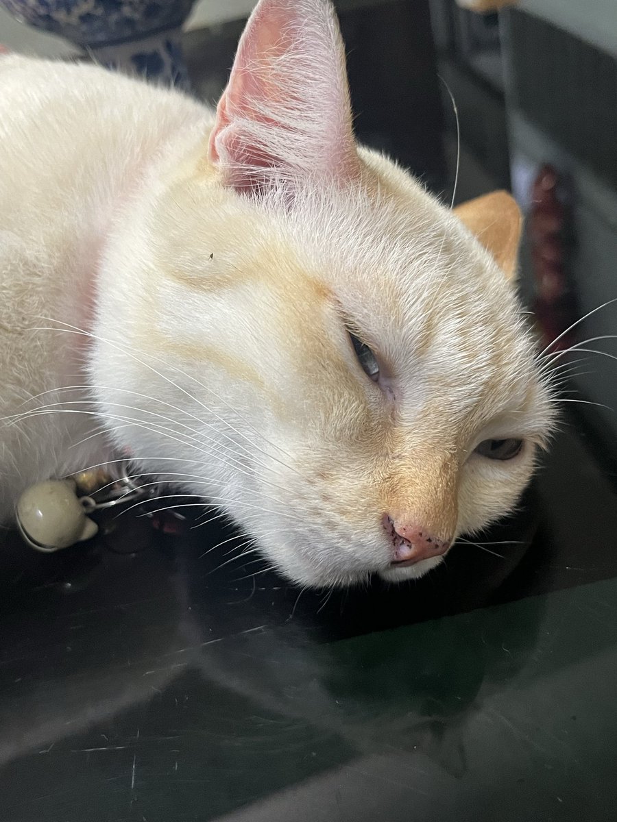 Cinnamon_gn's tweet photo. หมั่นเขี้ยว https://t.co/tGF7t5e71H