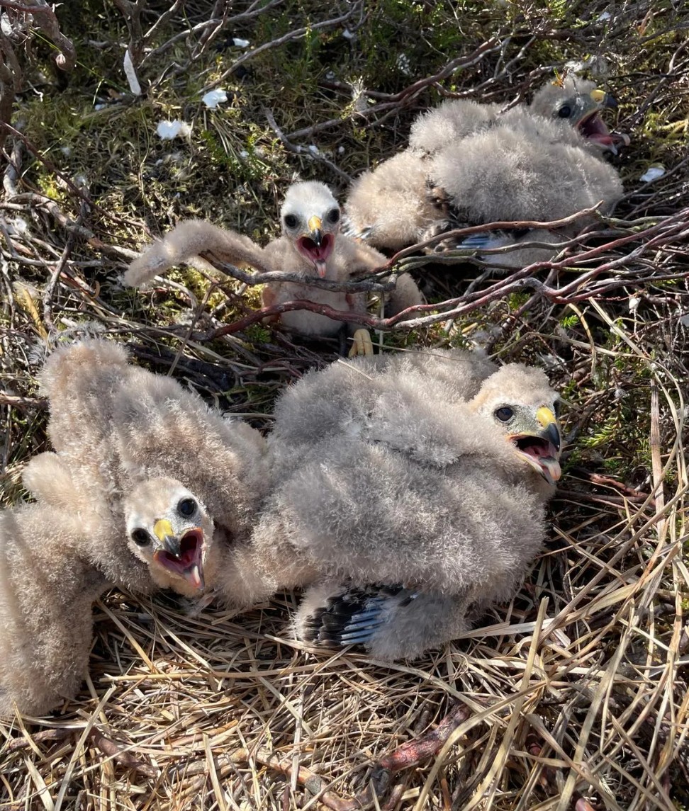 RaptorPersUK's tweet photo. Record year for Hen Harriers at RSPB's Geltsdale Reserve in Cumbria.

More evidence that Hen Harriers do really well on moorland managed by RSPB, whereas on privately-owned grouse moors...

RSPB press release &amp; commentary from me ⬇️

https://t.co/9kk4efOkZH https://t.co/h6hiWF71x5