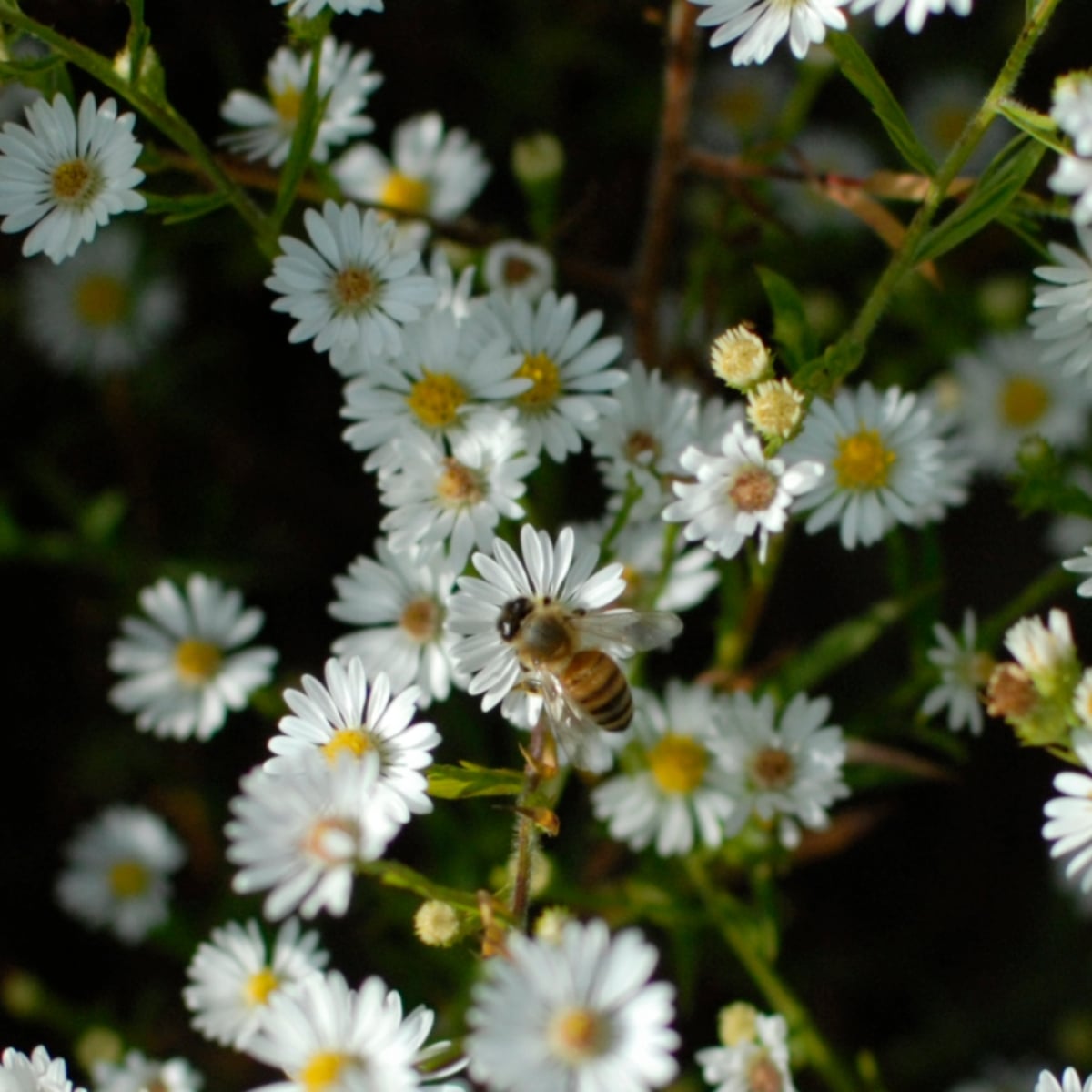ErnstSeeds's tweet photo. #HeathAster (#Asterpilosus) is a showy, native perennial #wildflower that blooms with white flowers in late summer or early fall. It has a special value to #bees as it’s a late-season food source for #pollinators. #ernstseeds #nativeseeds #nativeplants #asters #asteraceae https://t.co/pl4GmmMVoX