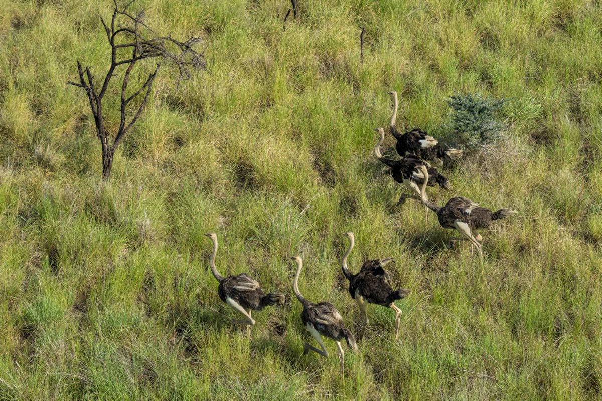 choljoseph7's tweet photo. We have a variety of ostriches. https://t.co/JUlDtEvxHv