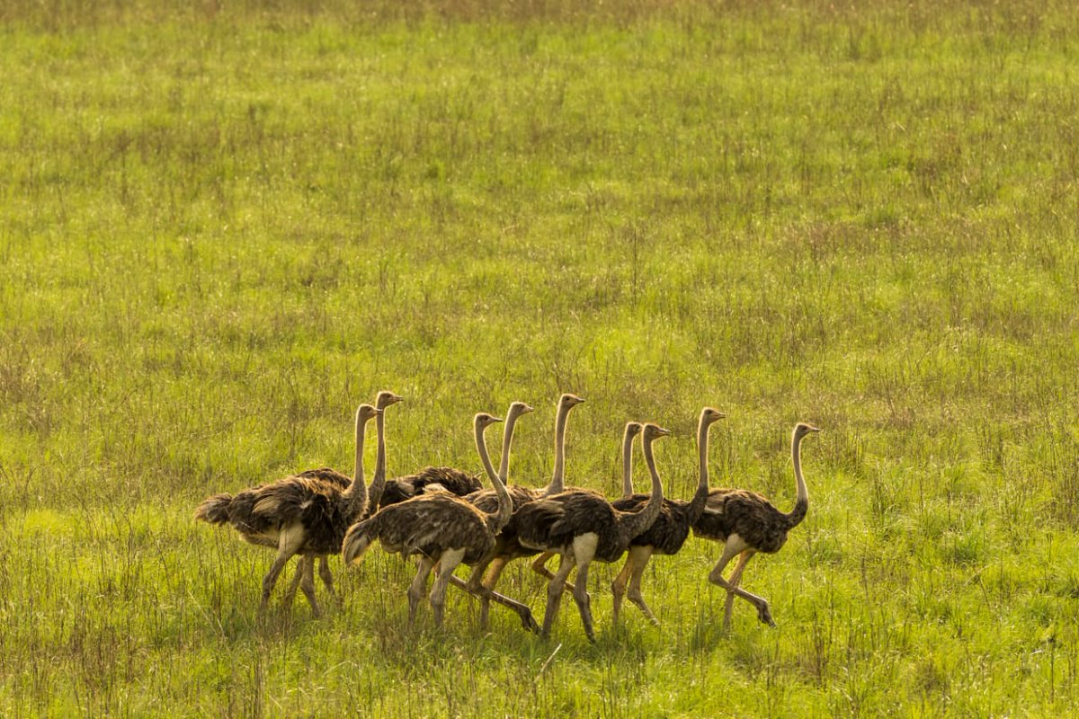 choljoseph7's tweet photo. We have a variety of ostriches. https://t.co/JUlDtEvxHv
