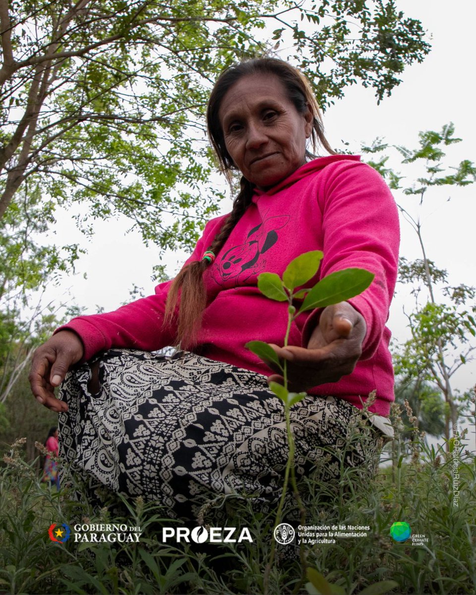 InfonaPy's tweet photo. 👩‍🌾 Las mujeres representan cerca del 80% de las personas participantes de #PROEZAParaguay.

🌱 Su participación fortalece la producción, la seguridad alimentaria y la resiliencia en los hogares de las comunidades rurales.

➡️ https://t.co/OAearjHBpY https://t.co/V3r0yzbD4b
