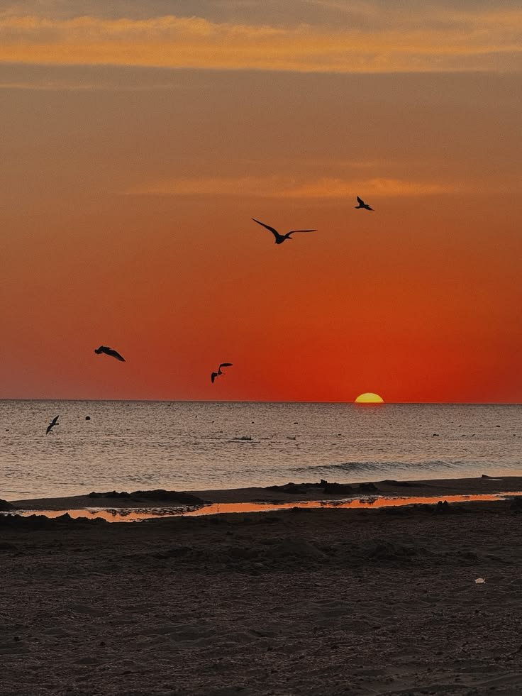 purelivn's tweet photo. sunset by the sea https://t.co/4AqadpcZxt