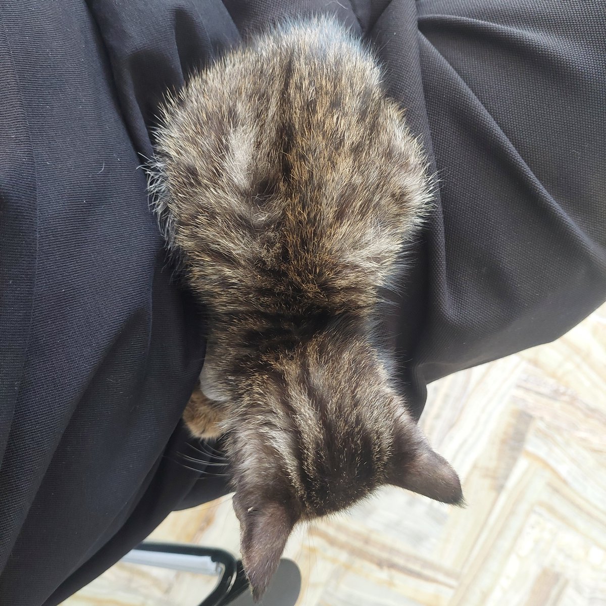 thoomyorkk's tweet photo. اگر دنبال گربه هستید این سه تا که با هم داخل یک باکس هستن واگذار میشن ممنون میشم ریتوییت کنید https://t.co/CqaYajnlum