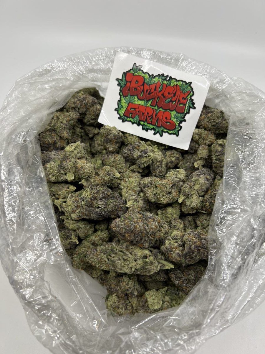 buckeye_farm's tweet photo. WHICH WILL YOU LIKE TO GO WITH FOR THE WEEKEND...

ON THE RIGHT WE HAVE TROP VENOM WHILE ON THE LEFT WE HAVE APOCALYPSE RUNTZ.

THEY'RE ALL INDOOR EXOTIC 

NOSE 9/10

WHICH DO YOU PREFER FOR THE WEEKEND?. https://t.co/5WhpuJ1pyD