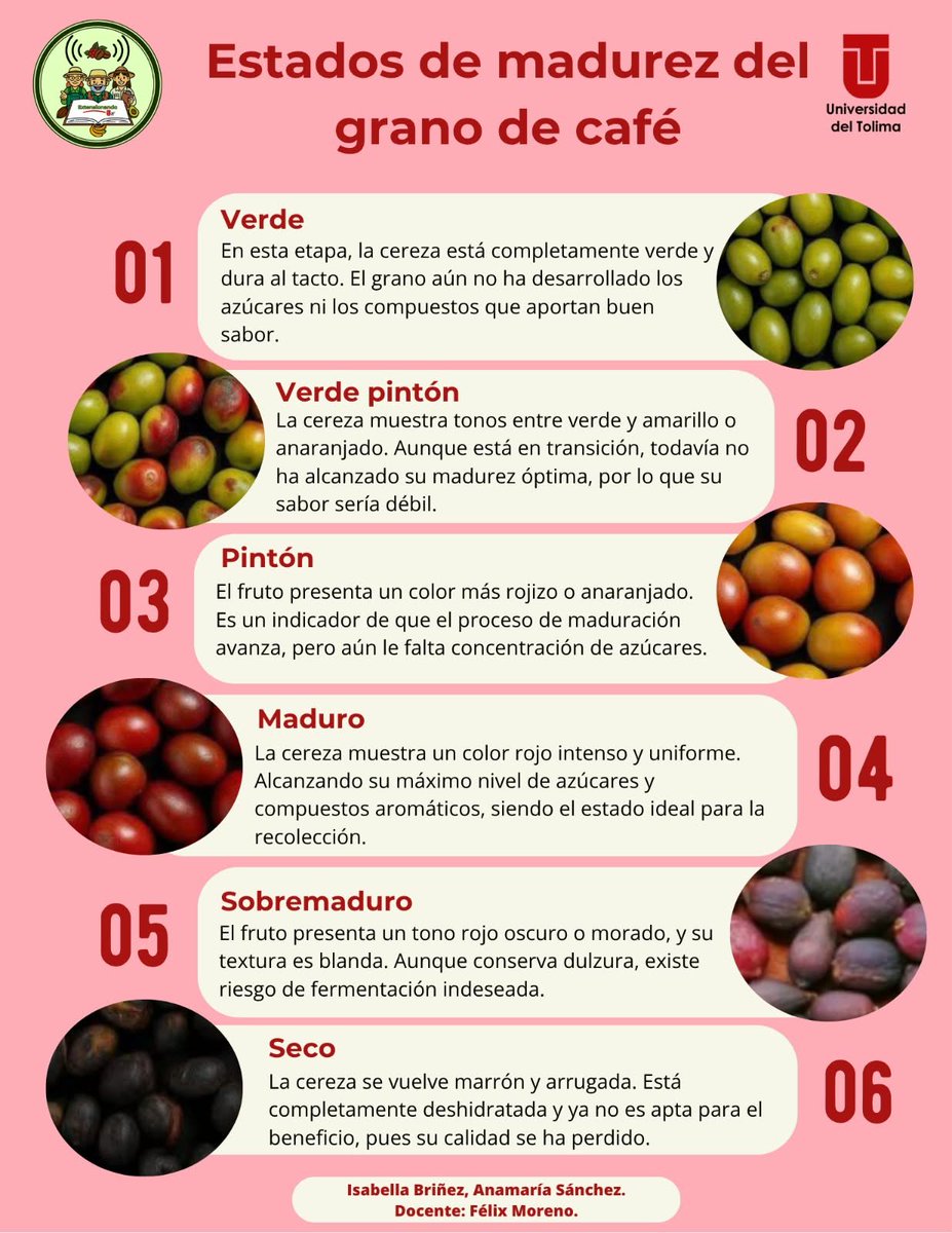 extensionandout's tweet photo. ☕🌱El café pasa por diferentes estados de madurez antes de llegar a la recolección. 🍒 Conocerlos nos ayuda a identificar el momento adecuado para cosechar y cuidar la calidad de cada grano.

🔴 Cosechar maduro es comenzar con calidad.

#Café #Agronomía #ExtensionandoUT https://t.co/VHsl5TByc0