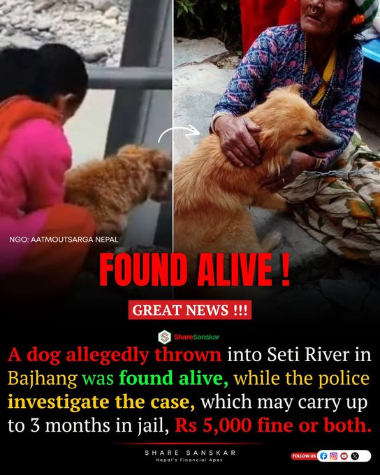 HoomanDecoder's tweet photo. UPDATE ON 📍CHAINPUR BAJHANG,NEPAL DOG CRUELTY CASE: THE DOG IS ALIVE!!

After the horrifying video sparked outrage, there is finally some relief...  the dog survived and is safe.

The woman seen in the video, Bimala Devi Rokaya, was arrested after the incident was reported and investigated.

For everyone who watched that video wondering whether the dog made it:

YES. THE DOG IS ALIVE. ❤️

That is the update that matters most.

@indSupremeCourt @CJP_for_India @Wangchuk66
@SonamVangchuk #cjp_पार्टी #sonamvangchuk #StrayDogs @SpotzHaroon #AnimalWelfare #Rabies #DogBites #ABCProgramme #Compassion #PublicHealth @manekagandhibjp @gauri_maulekhi
@petaindia @asharmeet02 @sunnewstamil
@ThanthiTV @polimernews  #StopAnimalCruelty #BeKindToAnimals #AnimalRights #saveindiafromdoghaters #JusticeForStrays #StopAnimalCruelty #Accountability #AmendPCA #NoMore50 #SaveIndianDogs #awaranahihamarahai
@rashtrapatibhv @THaPriYa123 @JahnaviIyer
@dilthi_gujarati @DDNewslive @ndtv @timesofindia
@pttv_tweets @DMKITwing @PetaIndia