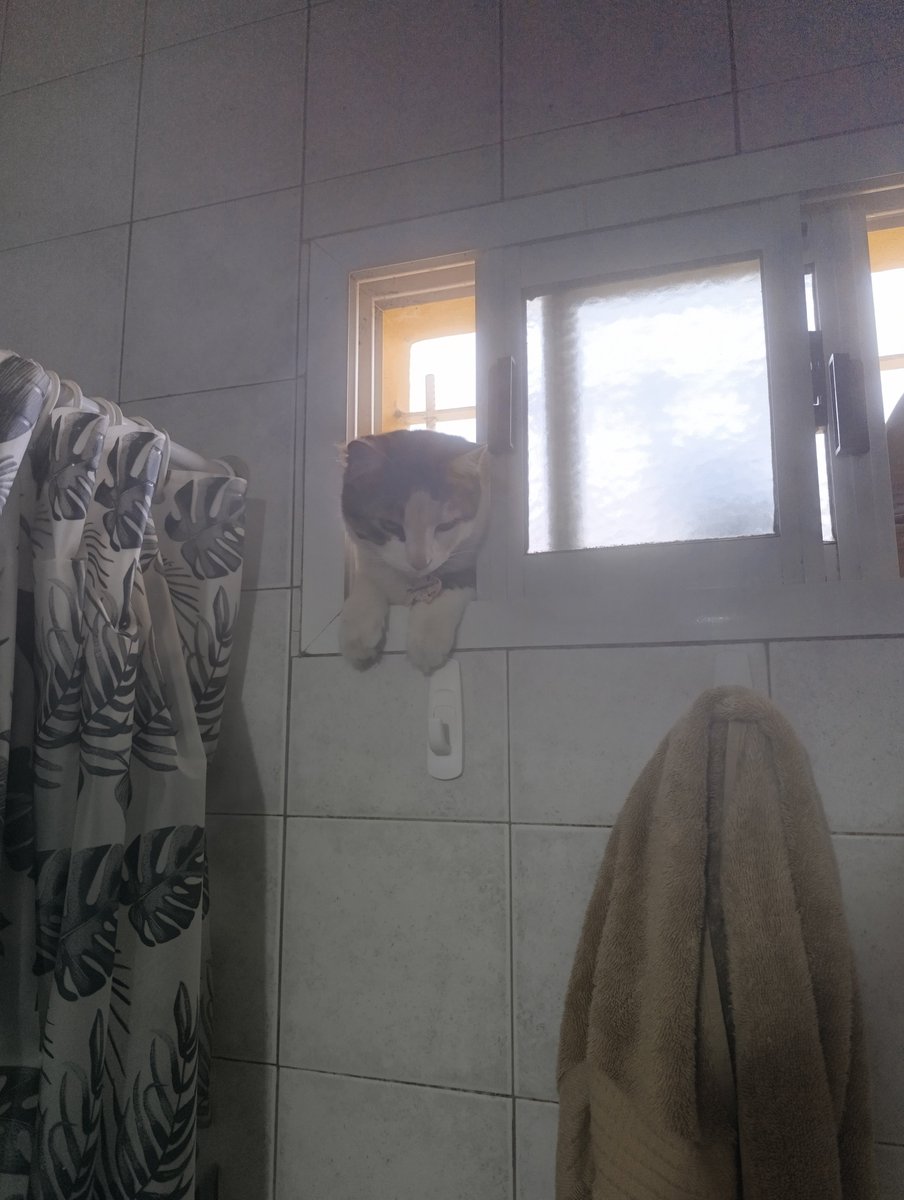 maxrav_'s tweet photo. ahora mi privacidad le pertenece a mis gatos https://t.co/thYkSfZ6yR