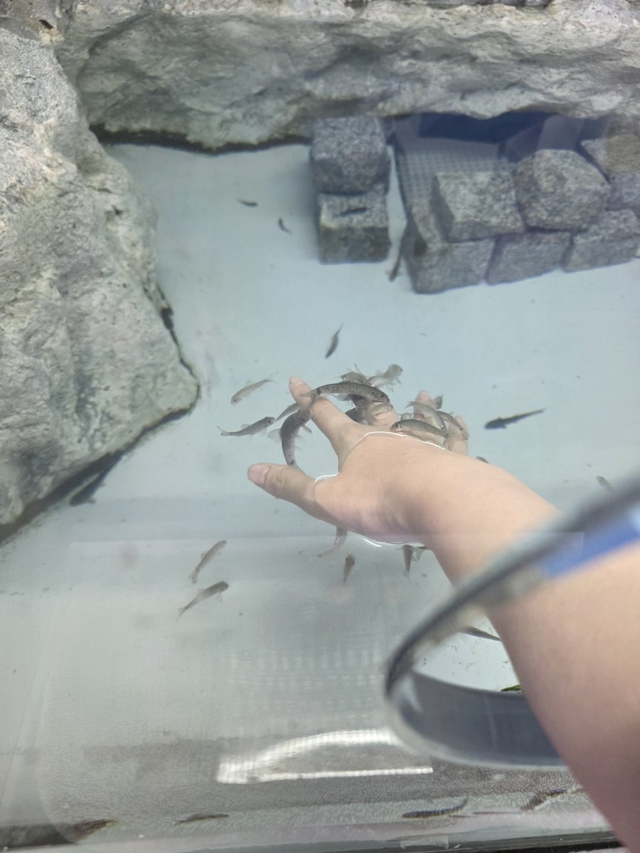 Chilly192171's tweet photo. ドクターフィッシュ、3匹くらい来てくすぐった〜い🐟️ってなる予定だったのに信じられないくらい群がってきて我先にとわたしの角質をこそげ取っていて気まず https://t.co/Q3Hhtr7Cum