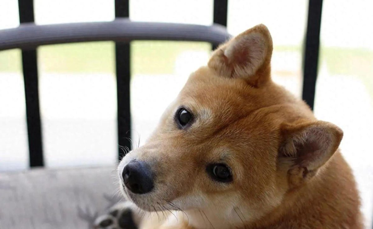 BeulaMelle4utt's tweet photo. My tiny pup turned into a silly floofball who steals socks and brings me joy every single day  Growing up is the best adventure with my fur baby! https://t.co/y2UmyUuZIt