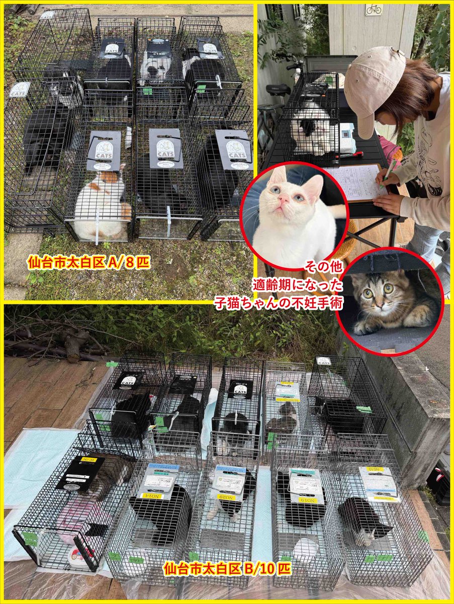 NPO_CATS2026's tweet photo. 【TNR＋M】
今日の現場は仙台市太白区で２件のTNR＋M👍
町内の民生委員さんからのご相談。
２件とも地域に住む高齢者がご飯を与えている猫たちの問題。
当事者の方々は不妊手術を受けさせていないことに、以前より問題意識を持っていたとのこと。
それでも、どのようにしたら良いのかがわからなかったり、年金暮らしの中、手術費用が心配だったり......

そうなんです。
猫たちにご飯をあげている高齢者の皆さんは、どうしたら良いのかわからない人が多いんです。
周りにそのような高齢者の方がいるときは、ぜひ、CATSに相談してください。

例えば、一番の心配事であろう手術費用についても、助成金が使える限り、何匹でもほぼ０円で不妊手術ができます。
今日はTNR＋Mの手術は２ヶ所あわせて１８匹。
メス７匹。オス１１匹。
私たちが提携している病院の手術費用は、メス¥13,000〜¥14,300。オス¥7,000〜¥8,250。

仙台市ならば市の助成金がメスで¥12,000。オスで¥6,000が使えます。最も安くしていただいている病院の場合、実質の負担額がオス、メス共に¥1,000です。
さらに、時期によって民間の助成金制度も使えます。
そちらはメスで上限¥10,000まで。オスで¥5,000まで使えます。こちらを併用すると手術代金が実質¥0で済むんです。
費用負担は交通費のみとなります。

例えば本日の太白区１０匹の現場。
メス５匹。オス５匹。
手術費用は、
メス ¥13,000×5匹=¥65,000
オス ¥7,000×5匹=¥35,000
合計 ¥100,000

仙台市助成金　（12,000×5匹）＋（6,000×5匹）=¥90,000
 ¥100,000（手術合計）-¥90,000（仙台市助成金）=¥10,000

民間助成金
¥1,000×10匹=¥10,000

手術費用　¥100,000
仙台市助成金　¥90,000
民間助成金　　¥10,000
差し引き　　　¥0

スペイクリニック交通費　¥4,250（２現場で按分）
CATS交通費　56km（往復2日間）×¥30=¥1,680
交通費合計　¥5,930

太白区１０匹のTNR＋Mの現場、依頼者様ご負担金 ¥5,930。
これ以上の金銭的負担は全くありません。

また、各助成金の申請や、当日の手術費用の立て替えも全てCATSが行います。
オス５匹、メス５匹の不妊手術を行なってもCATSでしたら交通費のみのご負担で手術ができます。
※ただし民間の助成金は資金がなくなると使えなくなります。

もし、金銭的な部分で二の足を踏んでいるみなさん。
HPのお問い合わせよりお気軽にご相談ください。
周りに困っている方がいるのならば、ぜひCATSを教えてあげてください。
もちろん、代わりにご連絡いただいても大丈夫です����