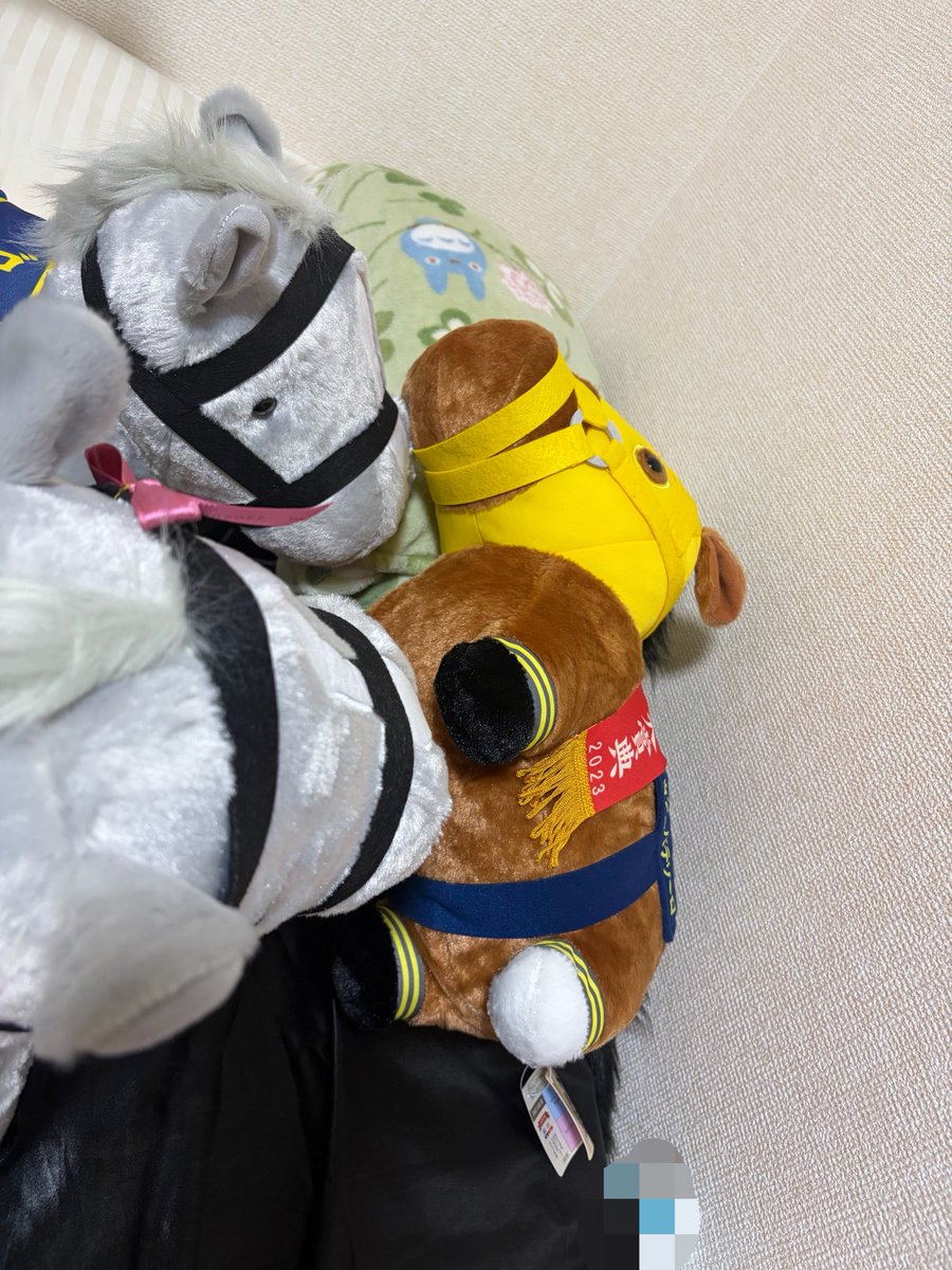 r1w83's tweet photo. お気に入りの寝床に🍌ちゃんが寝てて途方に暮れるごるちーず https://t.co/xT18U2A4No