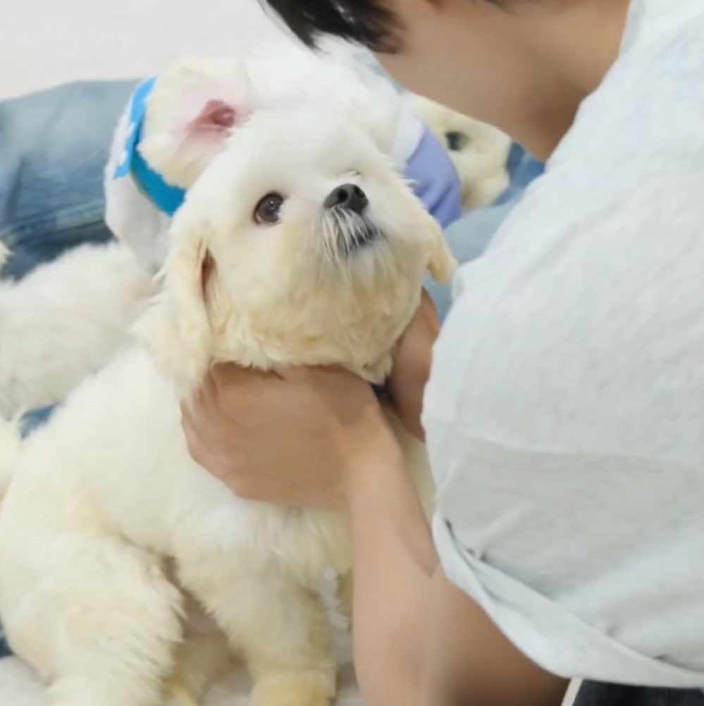 winkkyst's tweet photo. น้องฟามิวชอบพี่วอนบินมากๆ เดินมาเล่นกับพี่วอนบินตลอด จนพี่เค้าก็ให้หนูเป็นน้องหมาตุวโปรดเหมือนกันนิㅠㅠ ฮรือ จั๊นไม่มูฟออนㅠㅠ คถน้องอ่ะะะ https://t.co/1cDSIVxA8v