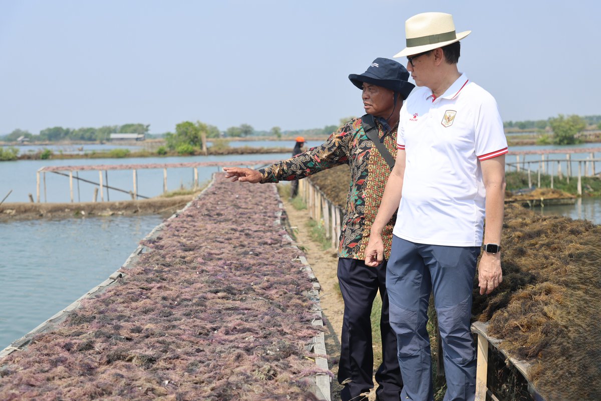 UNDPIndonesia's tweet photo. Indonesia accounted for 69% of global seaweed exports in 2025. The ambition is to move from a volume leader to a value leader, creating more value domestically while strengthening Indonesia’s role in shaping the future of the global #blueeconomy. 🌏 Read: https://t.co/3Rw5B2HWcg https://t.co/KnvgH1n5Ha