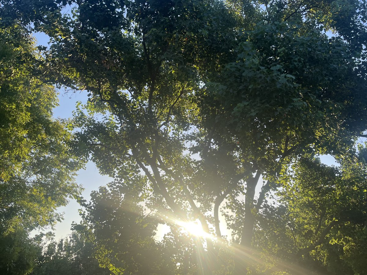avoidkoolaid's tweet photo. birds are singing, good morning https://t.co/swQZZ0XXSo