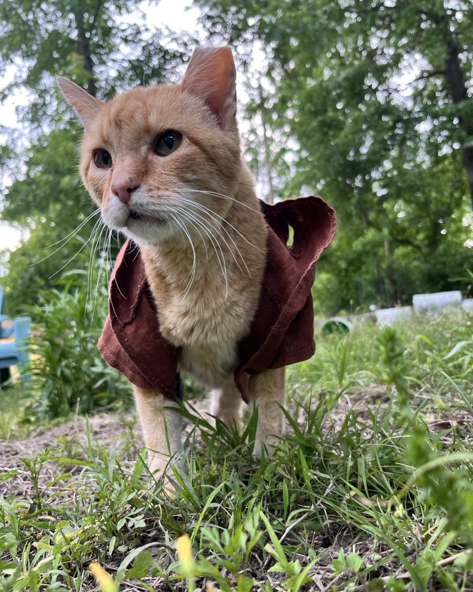 noraramireznsfa's tweet photo. May the 4th be with you 🤍 Special thanks to Daniel’s cat dad for Obi-Wan’s outfit and all the behind-the-scenes care that keeps this 20-year-old kitty Jedi comfortable. It takes a whole team 🐾✨ https://t.co/SJHfSNkbjL