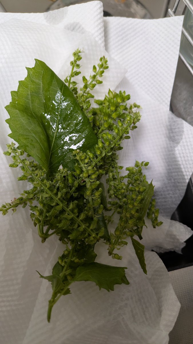 qs6ygb's tweet photo. 紫蘇の蕾がたくさん出てたので、摘んでみた。
とりあえず、バラバラにして醤油漬け。地味に時間かかる。。。これ、ただの薬味。。。 https://t.co/QnTsjDFNfj