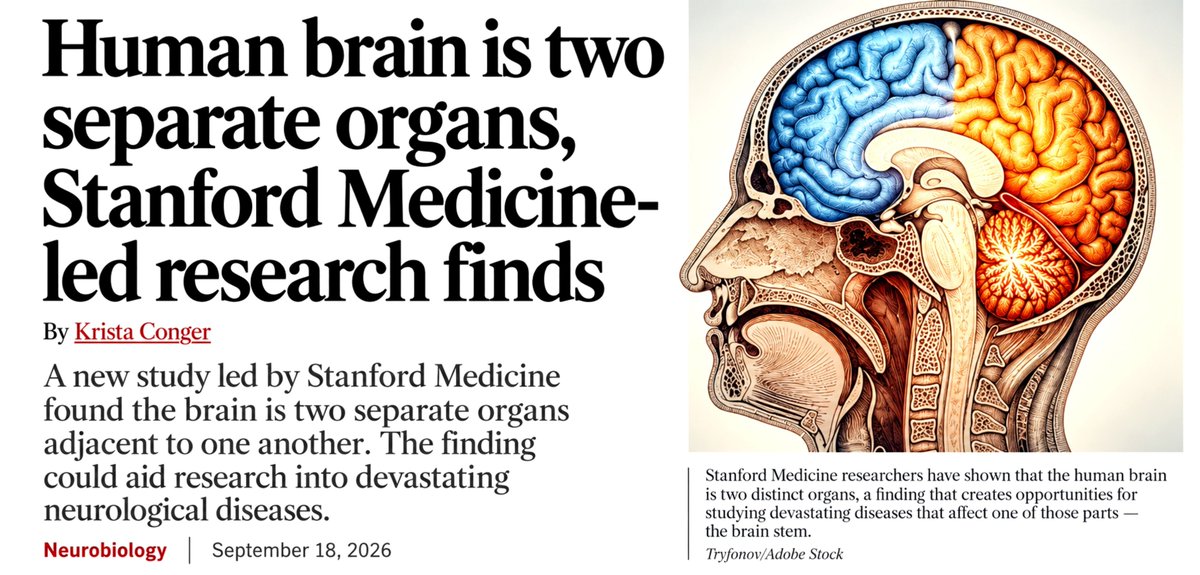 SciTechera's tweet photo. Future of neuroscience is going to get VERY interesting!

For centuries, we’ve treated the human brain as one unified organ. But brain is two separate organs that work together, Stanford study just found. 

Their findings also suggest its front and back originated as separate nervous systems that evolved independently over millions of years. 

The discovery emerged while researchers were investigating why they could not grow nerve cells from the hindbrain in the laboratory.

this matter?
Because we are finally be getting better experimental models for diseases affecting the brainstem, including ALS and spinal muscular atrophy.

And this is exactly where the next era gets interesting:

> AI can help analyze enormous biological datasets.
> Stem cells can let us build human cells in the lab.
> Developmental biology tells us how to build the right cells.

We’re moving from simply observing biology to increasingly engineering it.

I love science news breakthrough findings.. I miss to cover them 🤗!

more here:
https://t.co/RWcM69Irnc
