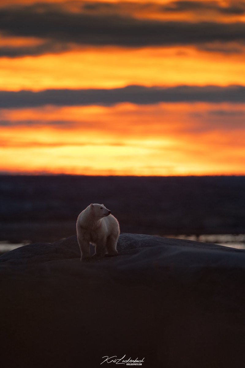 KrisLuckPhoto's tweet photo. Churchill… I won the game 🤯 https://t.co/IJJLELneWN