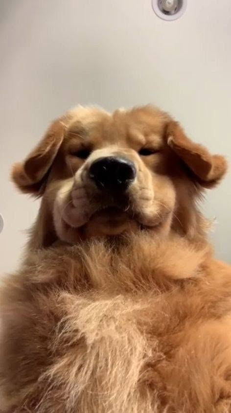 Foto de baixo pra cima de um cachorro da raça golden retriever gorducho fofucho de frente pra foto olhando pra baixo pra foto com uma cara séria