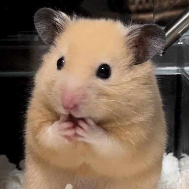 fairygodangel's tweet photo. his true form… 🐹 https://t.co/kNTcTmSjke