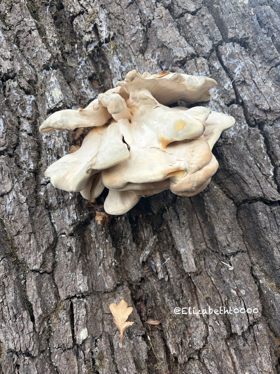 Elizabetht0000's tweet photo. #ChickenOfTheWoods
#FungusAmongUs
#MushroomHunting https://t.co/CIuK0ePJlI