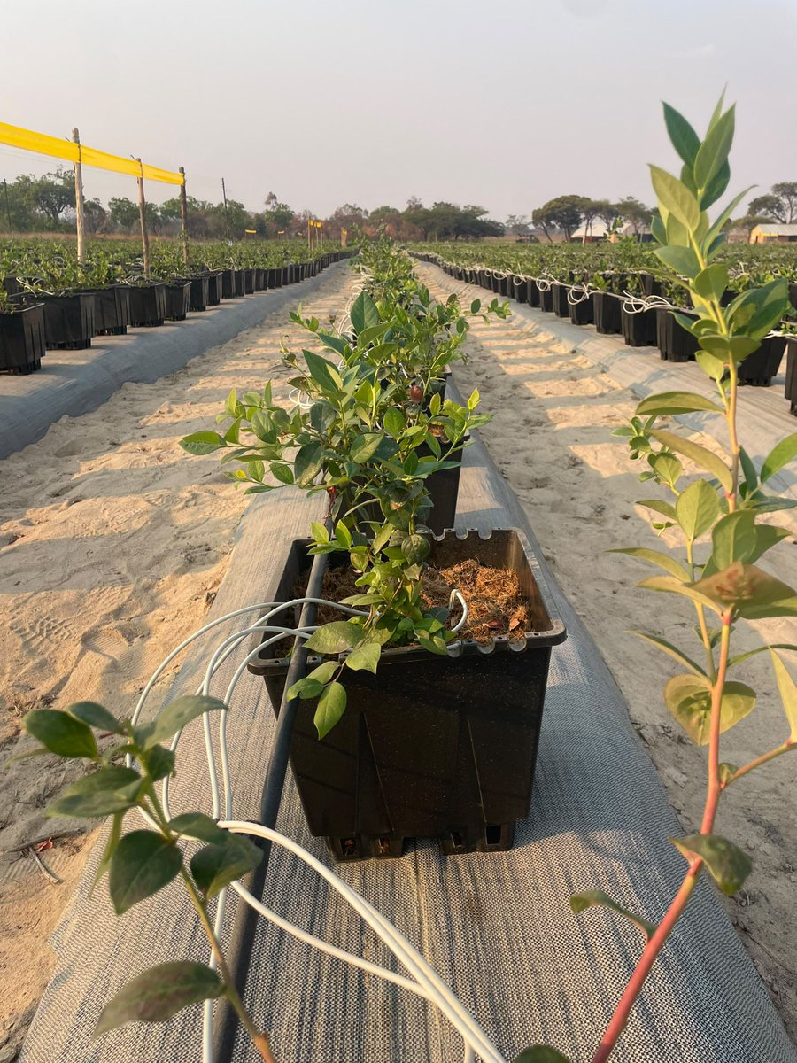 MwaleClarence's tweet photo. Sad to hear that the Netherlands Embassy in Harare will be closing
I have enjoyed good relations with Dutch colleagues and friends

Being the first to bring Dutch Blueberry varieties to Zimbabwe and Southern Africa. I dared to believe 

Now we grow Fruit Vision Mundo Azul varieties, superior in size and taste of the fruit
We picked our first fruit earlier this year from a demo in Mvurwi thanks to a friend who believes in me 

Fruit Vision Mundo Azul Demba variety can be harvested twice in a year, with high plant population of 11600 plants per hectare

We can grow these blueberries, we can grow our Zimbabwe 

Believe