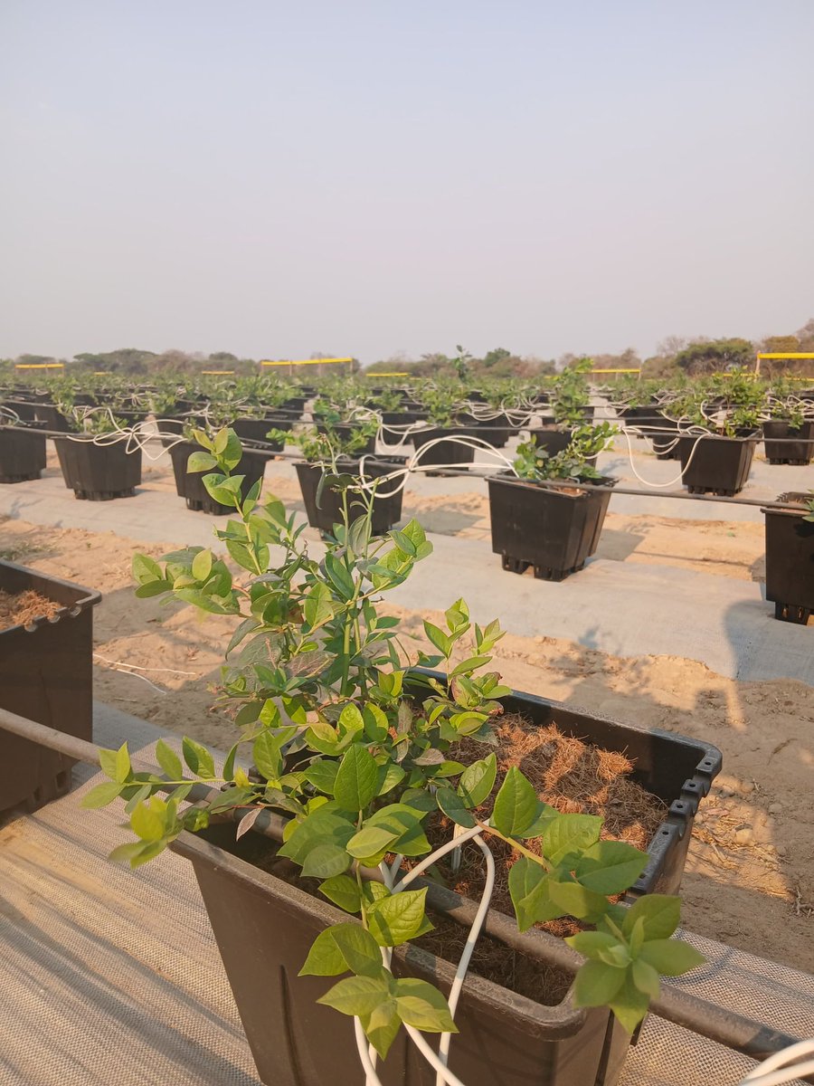 MwaleClarence's tweet photo. Sad to hear that the Netherlands Embassy in Harare will be closing
I have enjoyed good relations with Dutch colleagues and friends

Being the first to bring Dutch Blueberry varieties to Zimbabwe and Southern Africa. I dared to believe 

Now we grow Fruit Vision Mundo Azul varieties, superior in size and taste of the fruit
We picked our first fruit earlier this year from a demo in Mvurwi thanks to a friend who believes in me 

Fruit Vision Mundo Azul Demba variety can be harvested twice in a year, with high plant population of 11600 plants per hectare

We can grow these blueberries, we can grow our Zimbabwe 

Believe