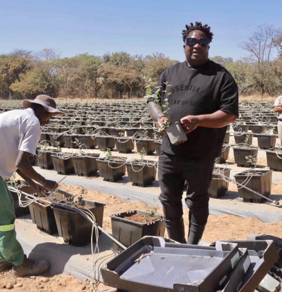 MwaleClarence's tweet photo. Sad to hear that the Netherlands Embassy in Harare will be closing
I have enjoyed good relations with Dutch colleagues and friends

Being the first to bring Dutch Blueberry varieties to Zimbabwe and Southern Africa. I dared to believe 

Now we grow Fruit Vision Mundo Azul varieties, superior in size and taste of the fruit
We picked our first fruit earlier this year from a demo in Mvurwi thanks to a friend who believes in me 

Fruit Vision Mundo Azul Demba variety can be harvested twice in a year, with high plant population of 11600 plants per hectare

We can grow these blueberries, we can grow our Zimbabwe 

Believe