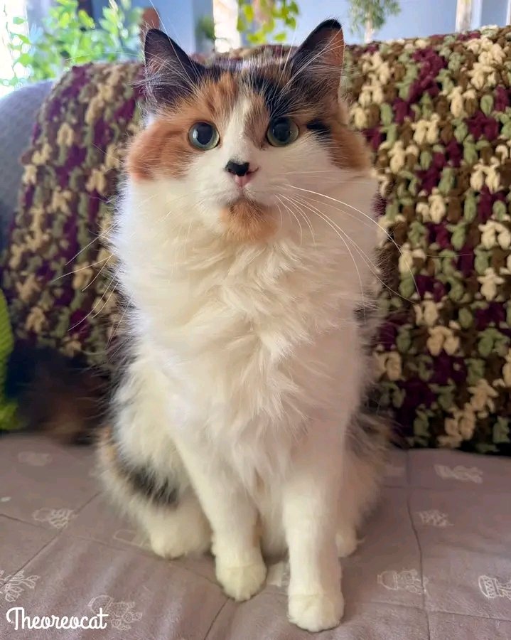 Fizaknp5's tweet photo. Her floof is starting to poof! 🧡🤍🖤 https://t.co/BPkQq13RLR