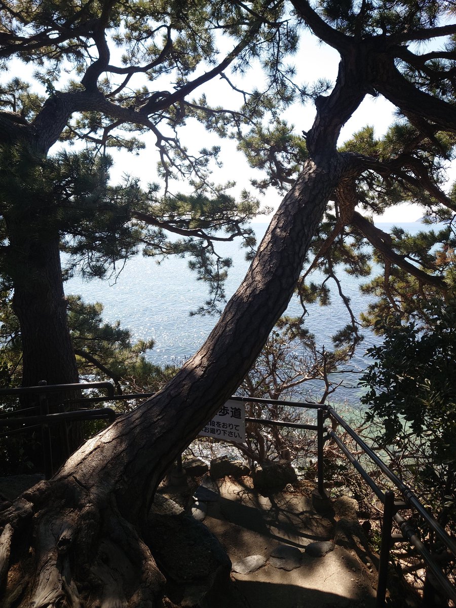 hareama_gab's tweet photo. 海と 松林
#ケモナー繋がりたい
#バイク
行った
#景色 https://t.co/qf7H9St2UF