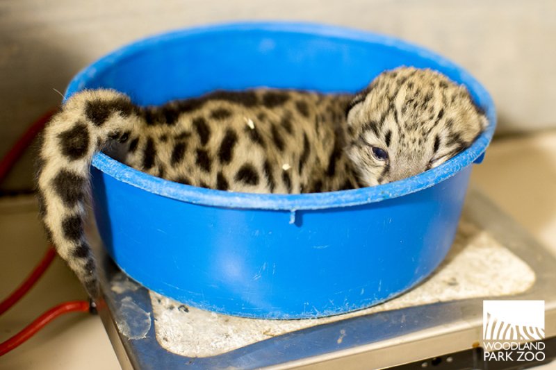 CatReviewer's tweet photo. why are big cats' cubs not called kittens. i wanna call them kittens. look at this. that's a kitten https://t.co/xnIwVr2vbO